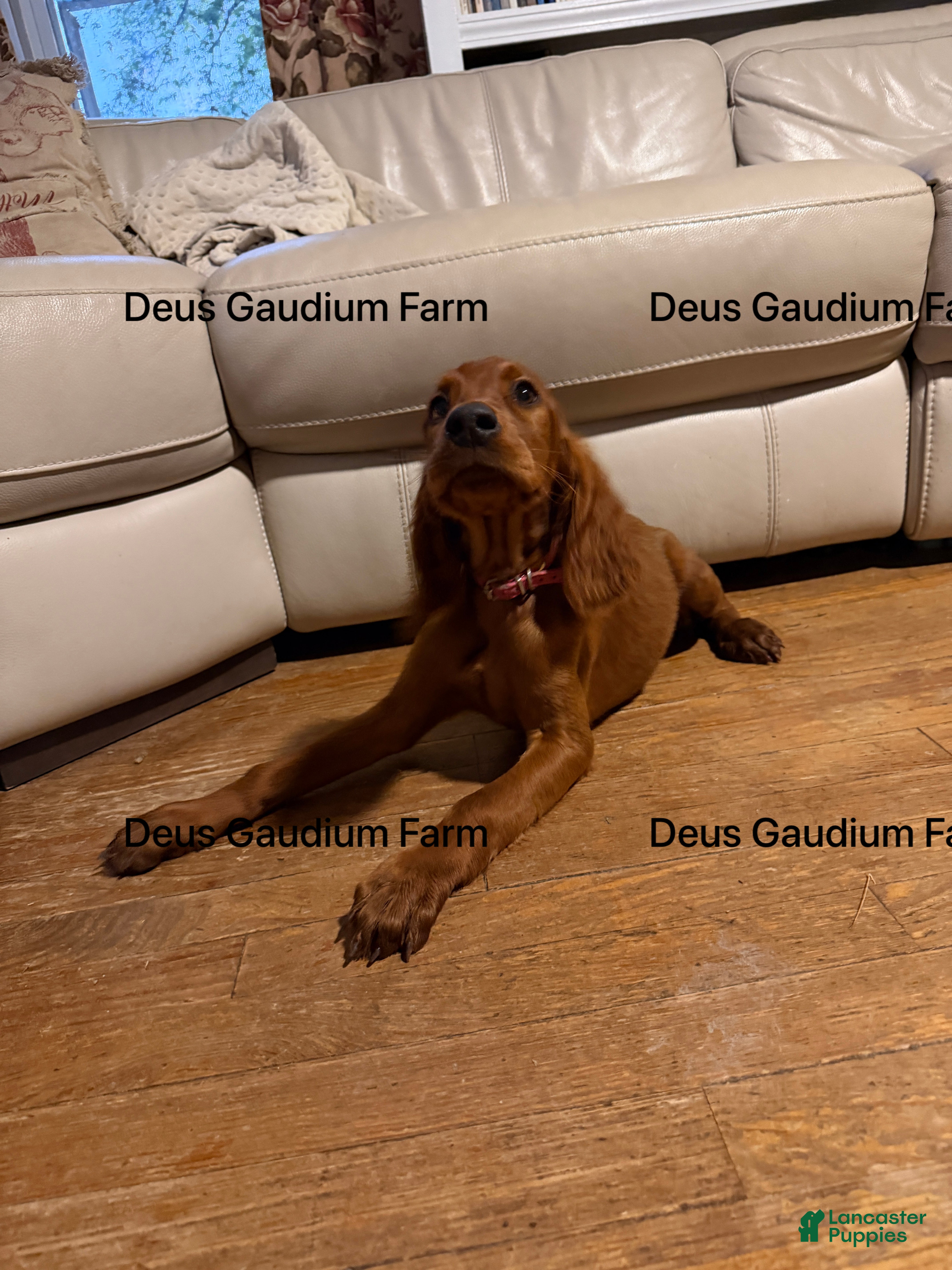 Irish Setter dogs Merida - Ad 2