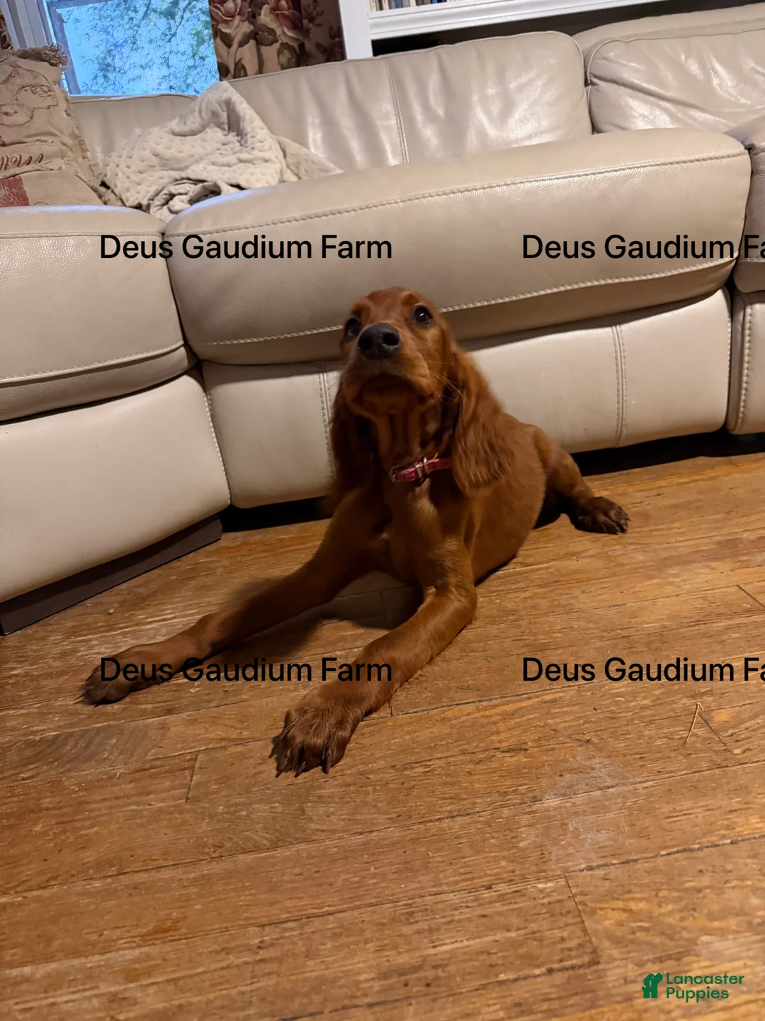 Irish Setter dogs for sale: Merida - Ad 2