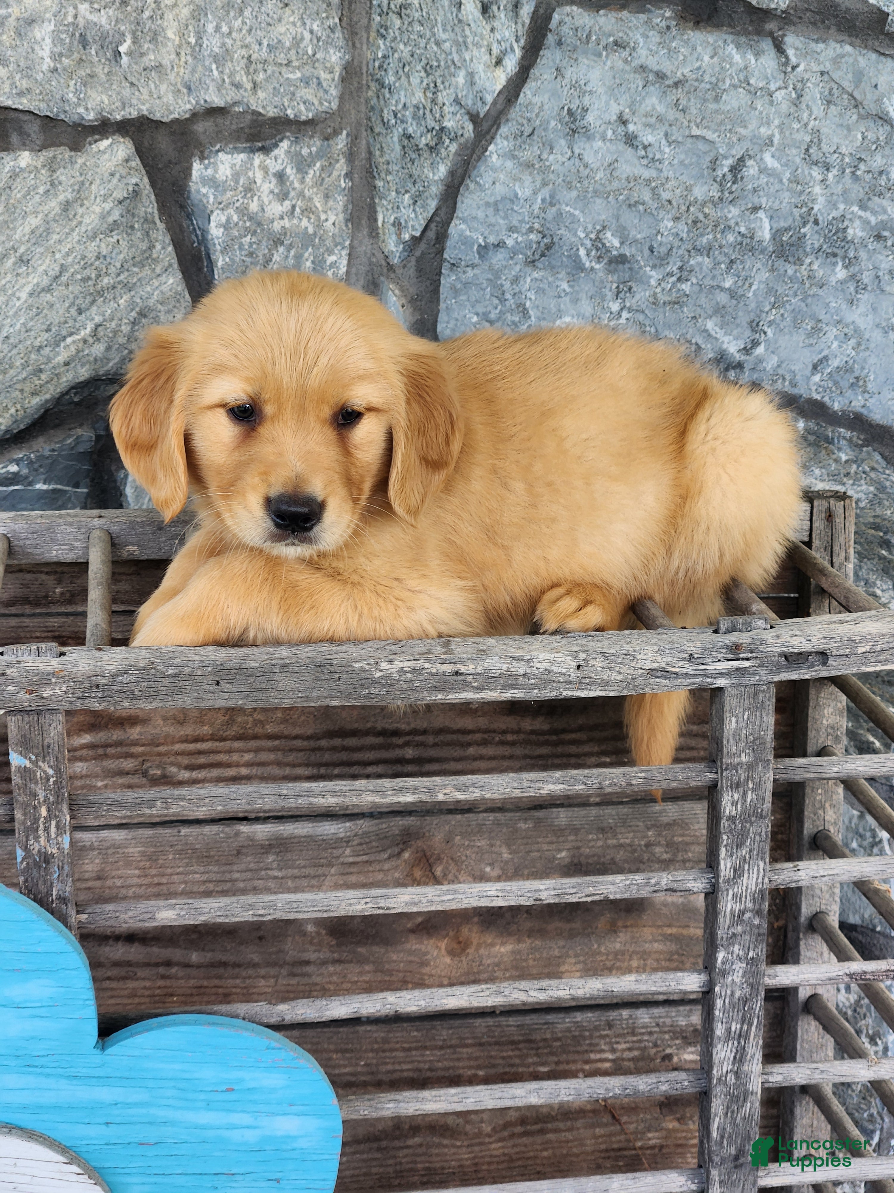 Golden Retriever dogs Ruby - Ad 1