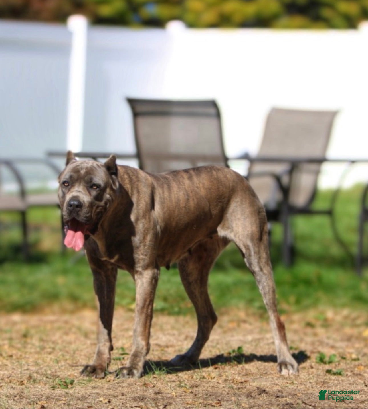 Cane Corso dogs Cane Corso 3 - Ad 2