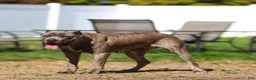 Cane Corso dogs for sale: Cane Corso 2 - Ad 2