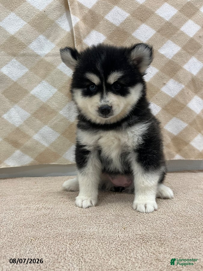 Pomsky dogs Poppy - Ad 1