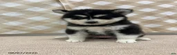 Pomsky dogs for sale: Poppy - Ad 1