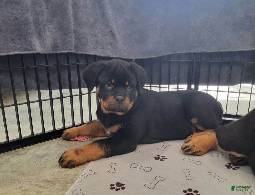 Rottweiler dogs for sale: Hailey - Ad 2