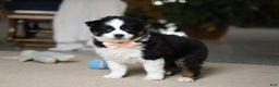 Miniature Australian Shepherd dogs for sale: Trixie - Ad 2