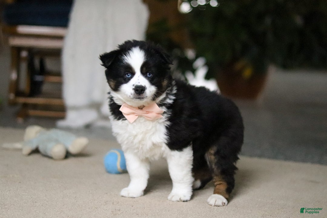 Miniature Australian Shepherd dogs for sale: Trixie - Ad 2