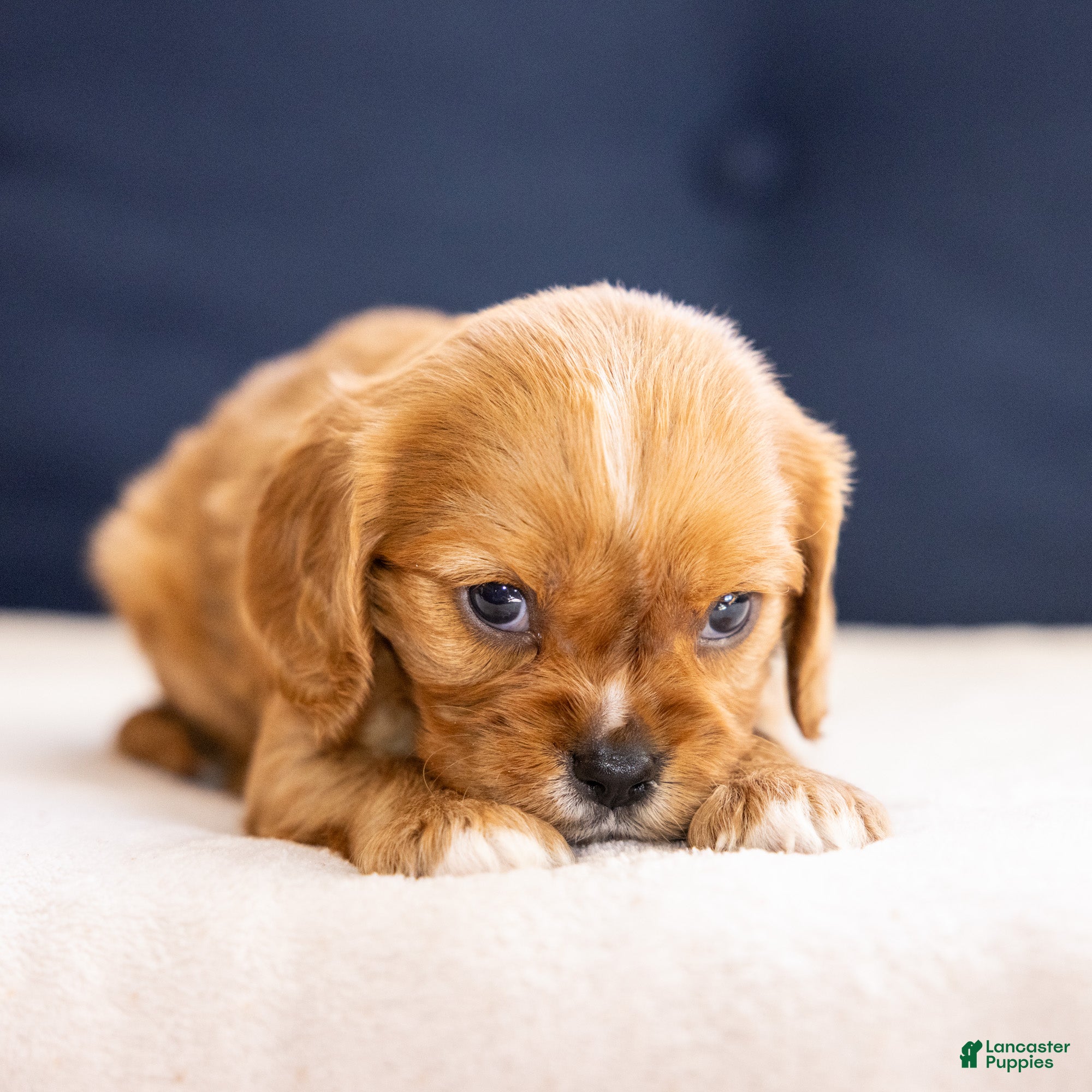 Cavalier King Charles Spaniel dogs Chuck - Ad 1