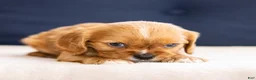 Cavalier King Charles Spaniel dogs for sale: Chuck - Ad 1