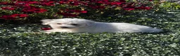 Coton De Tulear dogs for sale: Chester  - Ad 5
