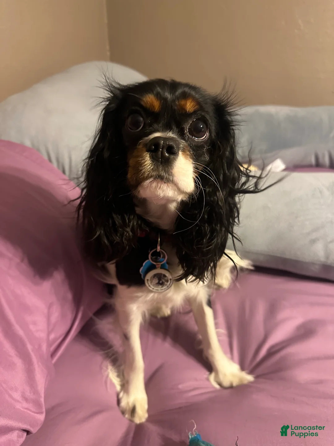 Gallery Image {{count}}