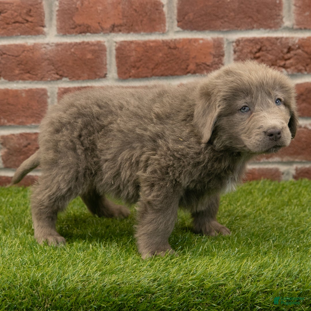 Newfoundland dogs for sale: Mia - Ad 4