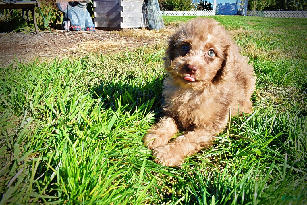 Havapoo dogs for sale: Indigo - Ad 11