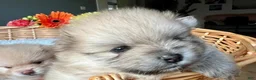 Pomeranian dogs for sale: Kayla - Ad 26