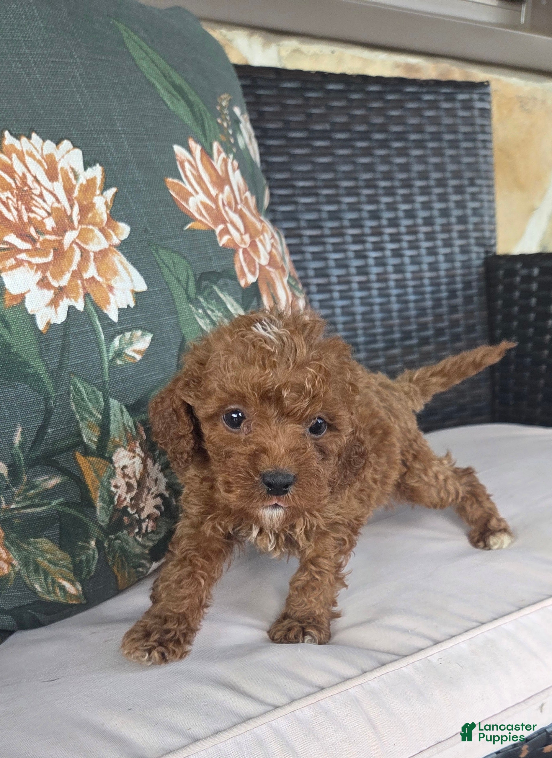 Cavapoo dogs Finn - Ad 2
