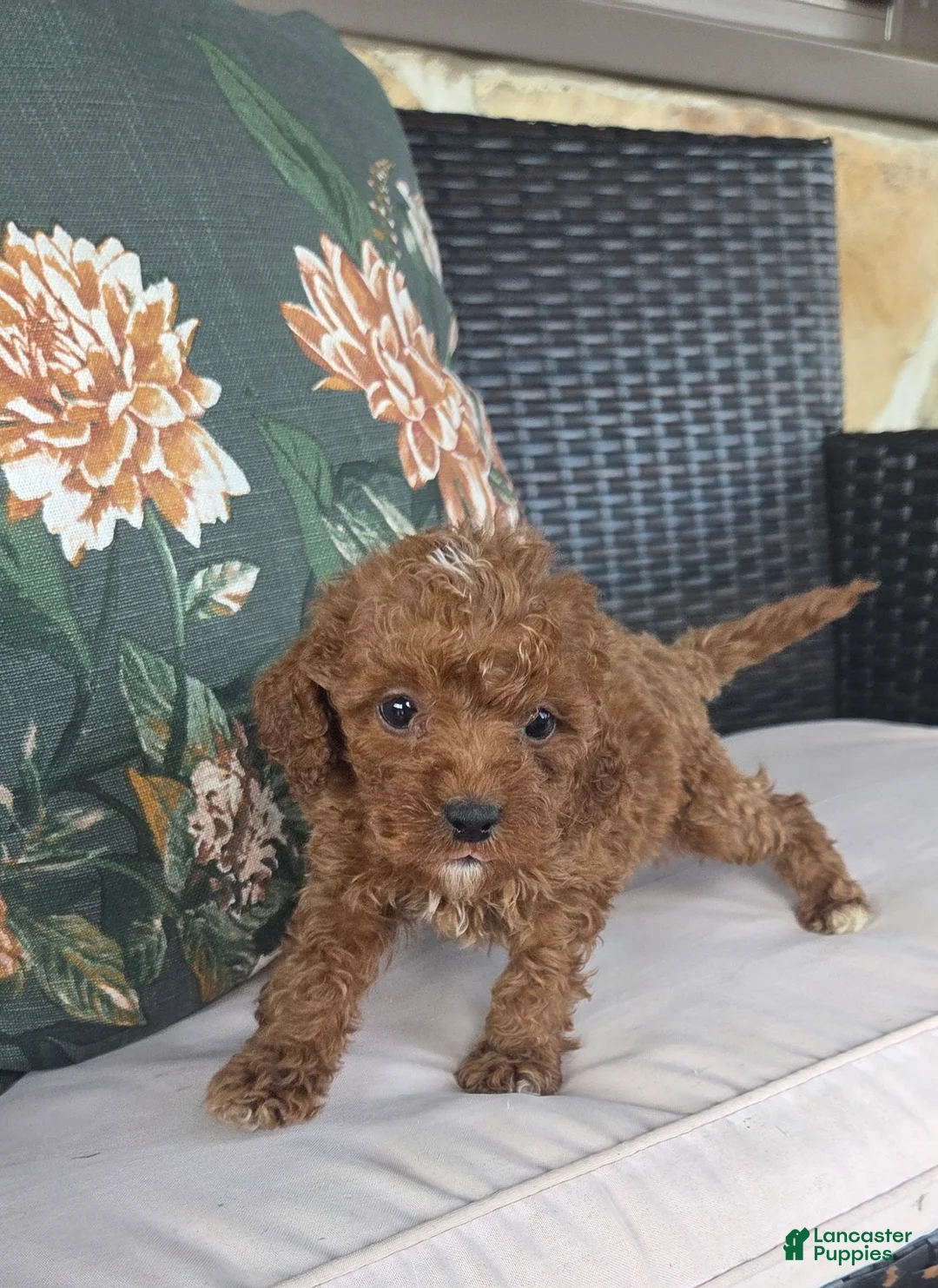 Cavapoo dogs for sale: Finn - Ad 2