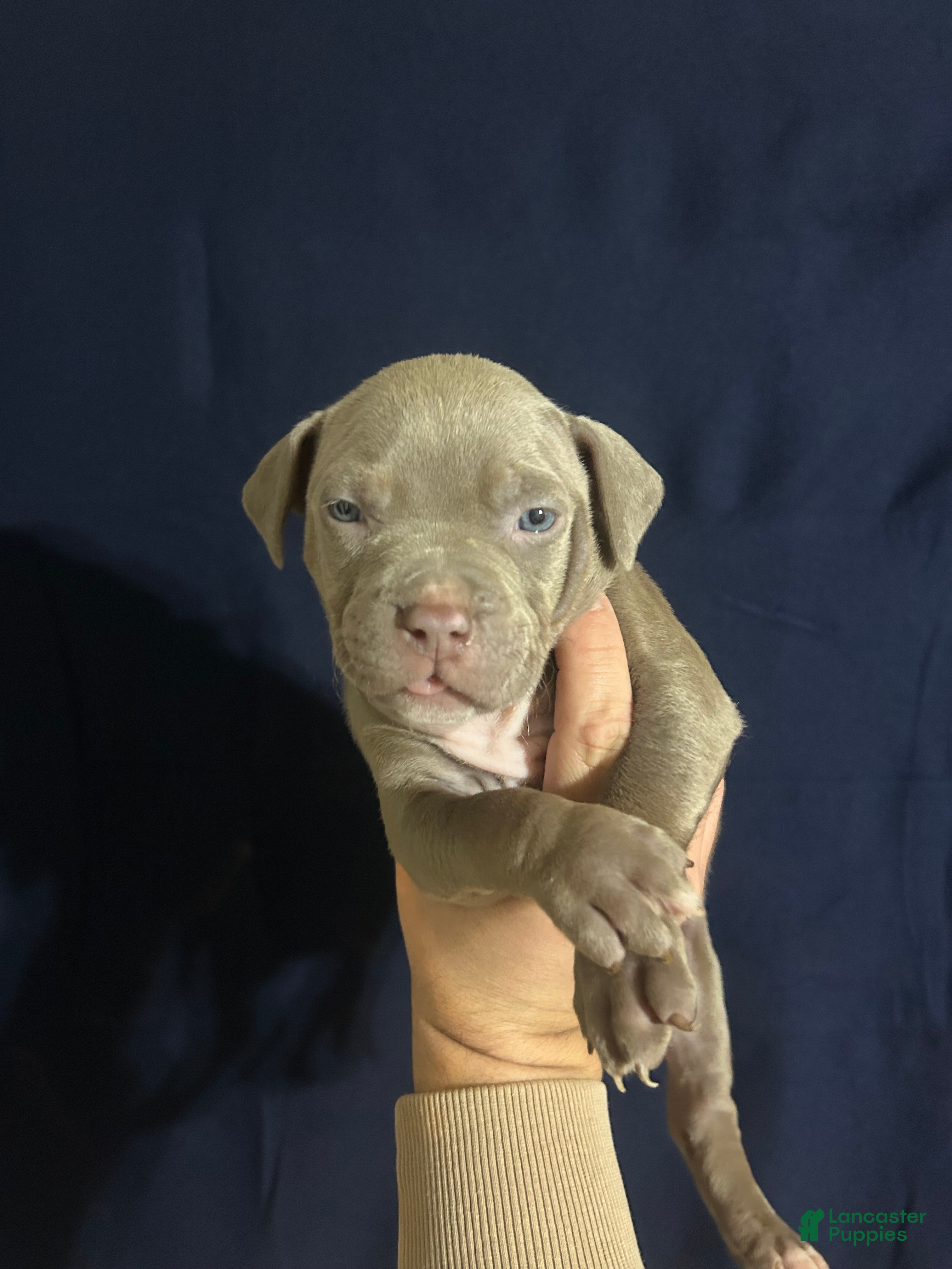 American Bully dogs for sale: American Bully 1 - Ad 1