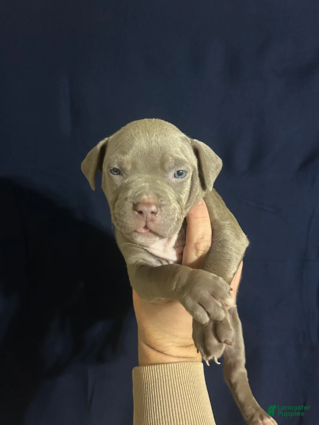 American Bully dogs for sale: American Bully 1 - Ad 1
