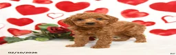 Miniature Poodle dogs for sale: Handsome - Ad 4