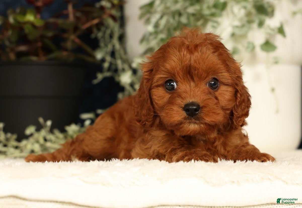 Cavapoo dogs Faye - Ad 1