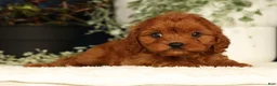Cavapoo dogs for sale: Faye - Ad 1