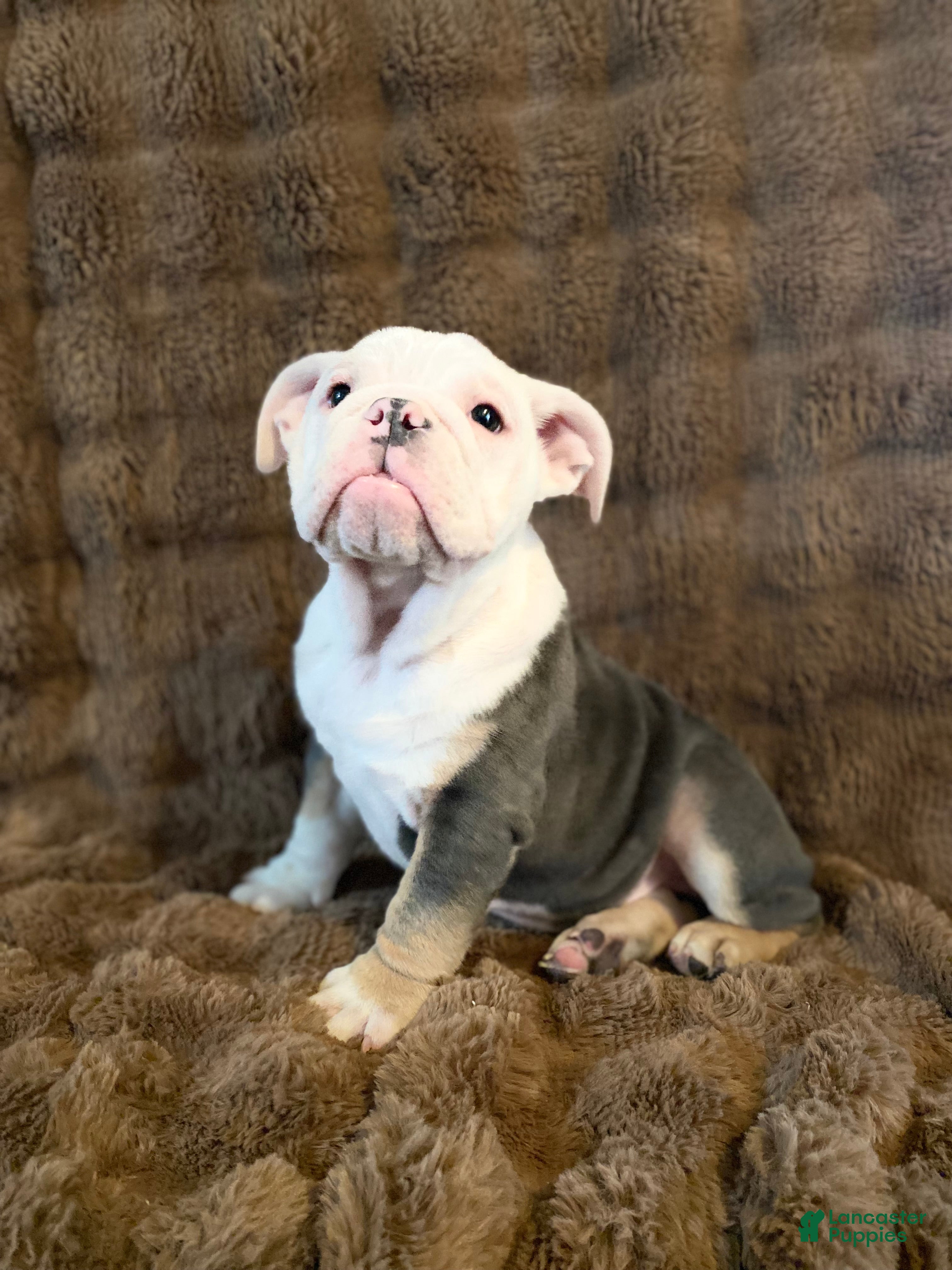 English Bulldog dogs Banksy - Ad 37
