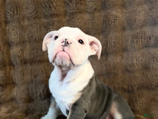 English Bulldog dogs Banksy - Ad 37