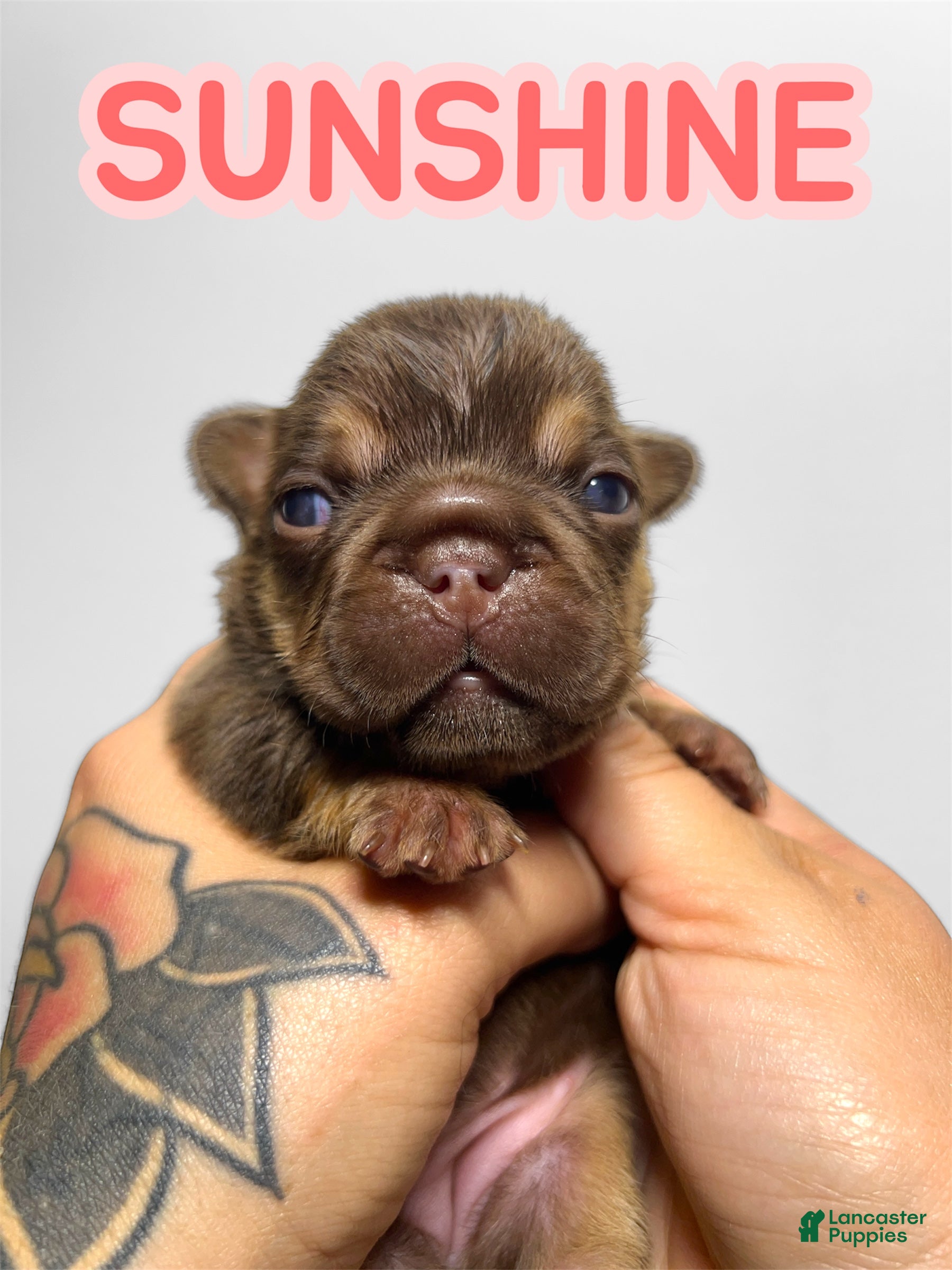 French Bulldog dogs Sunshine - Ad 1