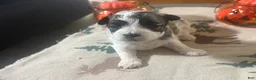Teddy Bear dogs for sale: Teddy Bear light blue male  - Ad 5