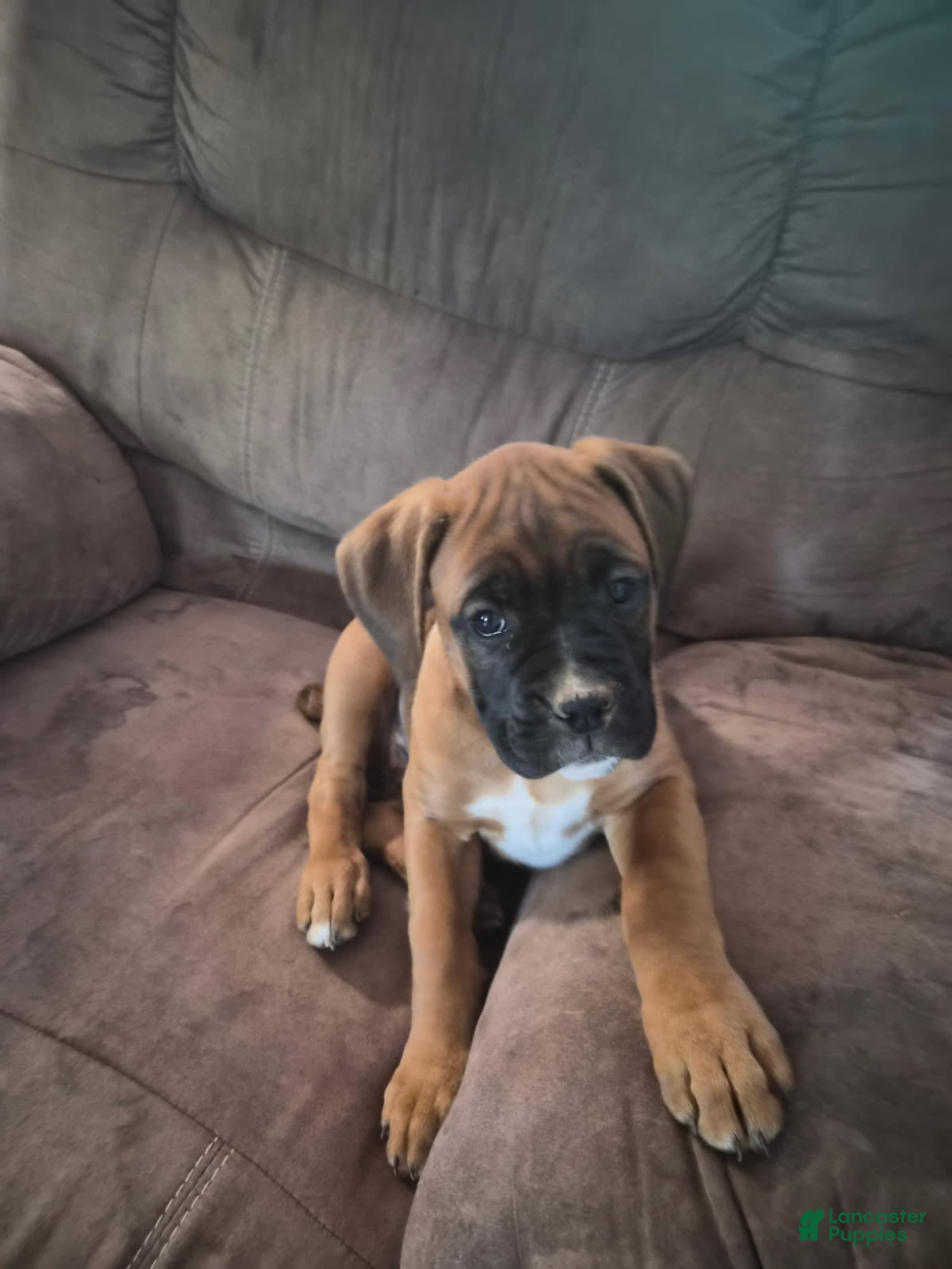 Boxer dogs Boxer Puppy 4 - Ad 6