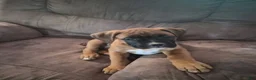 Boxer dogs for sale: Boxer Puppy 4 - Ad 1