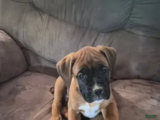Boxer dogs Boxer Puppy 4 - Ad 23