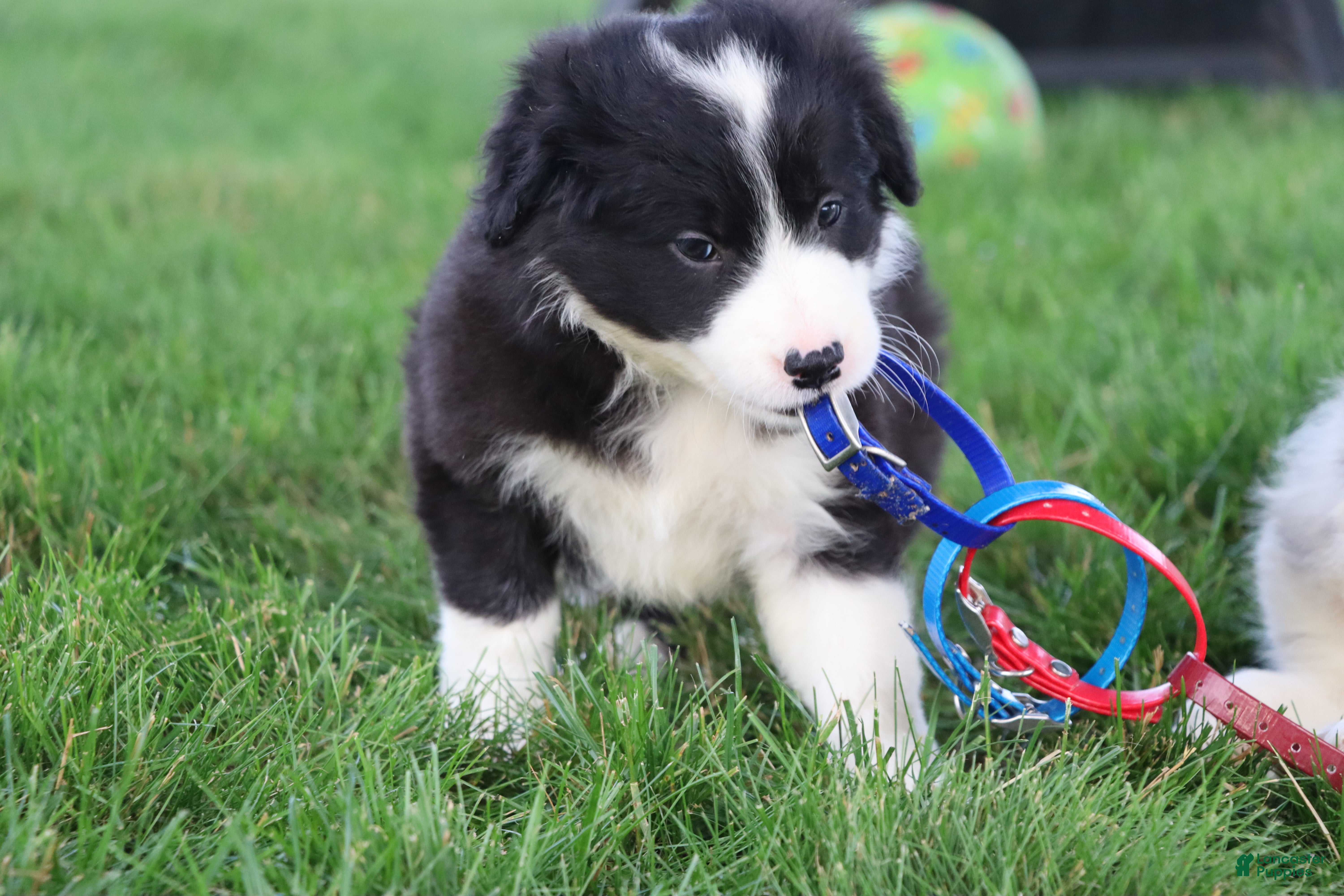 Border Collie dogs Hayes - Ad 2