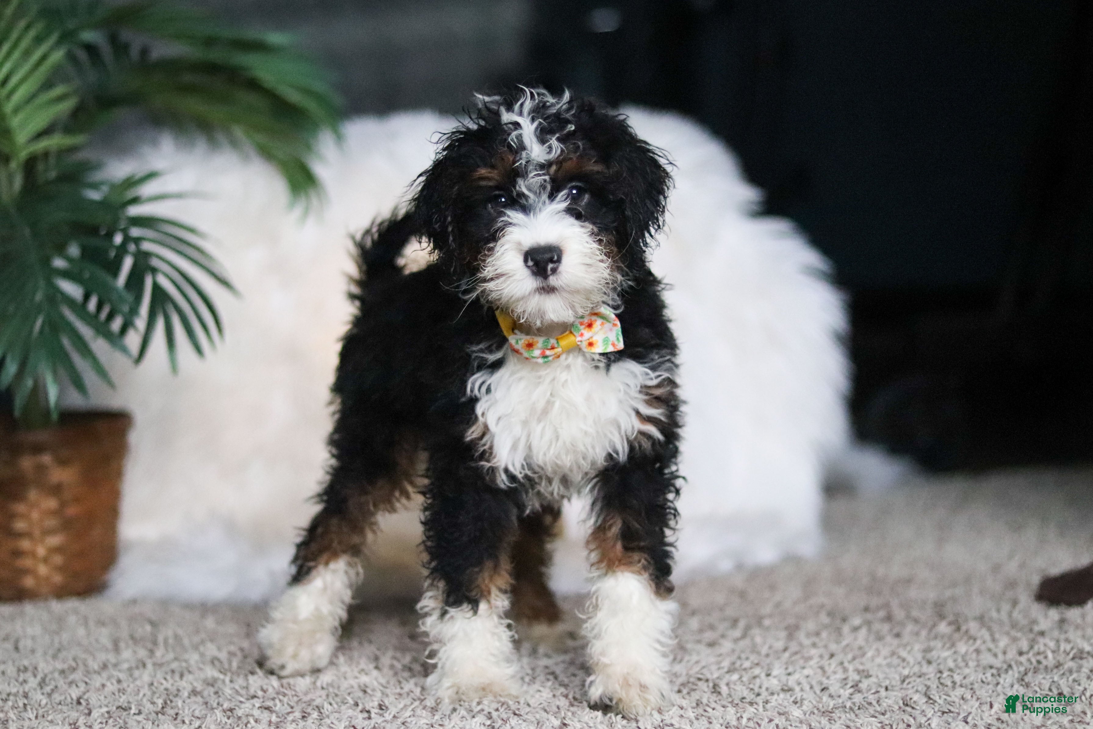 Mini Bernedoodle dogs Alvin - Ad 13