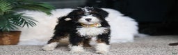 Mini Bernedoodle dogs for sale: Alvin - Ad 1