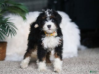 Mini Bernedoodle dogs Alvin - Ad 7
