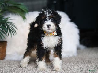 Mini Bernedoodle dogs Alvin - Ad 25