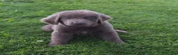Newfoundland dogs for sale: Rachel - Ad 2