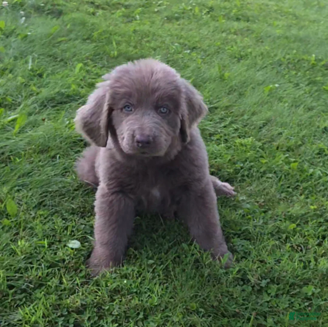 Newfoundland dogs for sale: Rachel - Ad 2