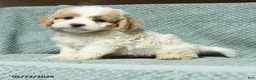 Cavapoochon dogs for sale: Wilbur - Ad 2