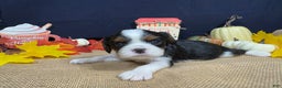 Cavalier King Charles Spaniel dogs for sale: Cavalier King Charles Spaniel Puppy 2 - Ad 5