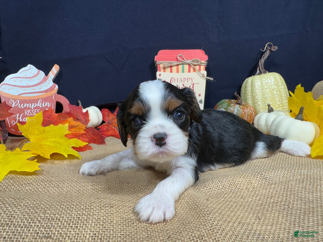 Cavalier King Charles Spaniel dogs for sale: Cavalier King Charles Spaniel Puppy 2 - Ad 5