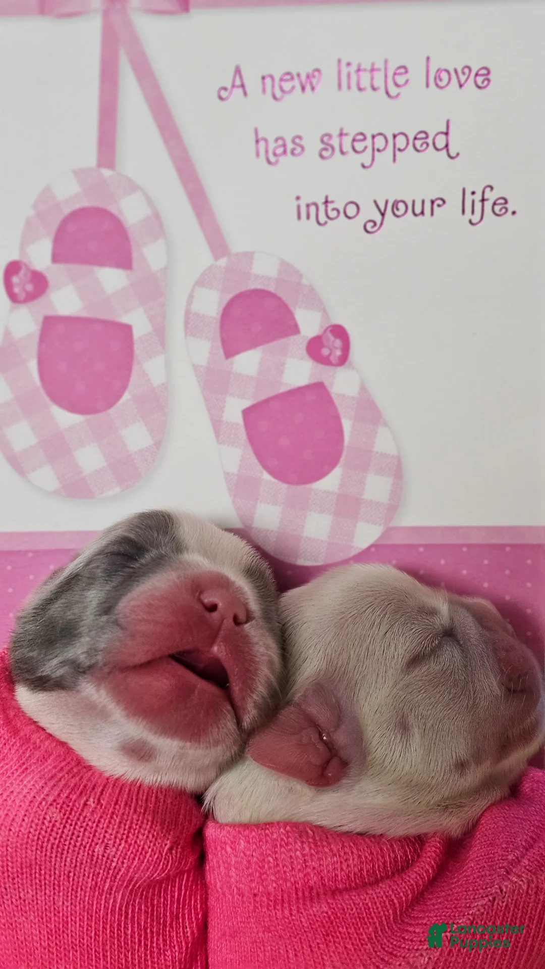 French Bulldog dogs for sale: French Bulldog Puppy  - Ad 3