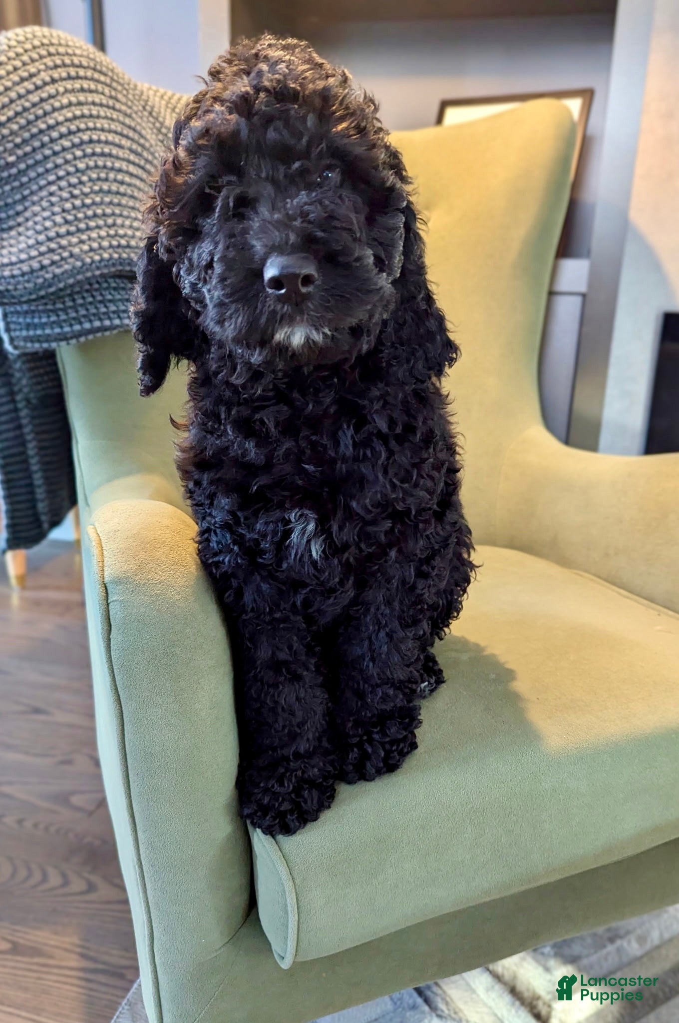 Mixed Breed dogs Midnight - Ad 1