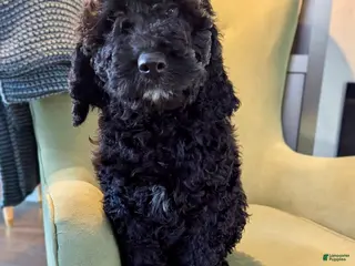 Mixed Breed dogs for sale: Midnight - Ad 1