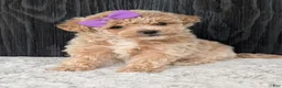 Bichpoo dogs for sale: Poppy - Ad 16