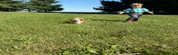 Cavalier King Charles Spaniel dogs for sale: Joshua Cavalier King Charles Spaniel  - Ad 3