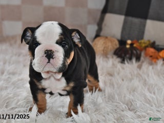 Olde English Bulldogge dogs Toby - Ad 10
