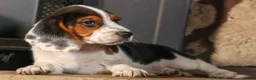 Beagle dogs for sale:  Dustin🐶 - Ad 4