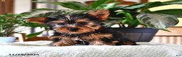 Yorkshire Terrier dogs for sale: Pepper - Ad 3