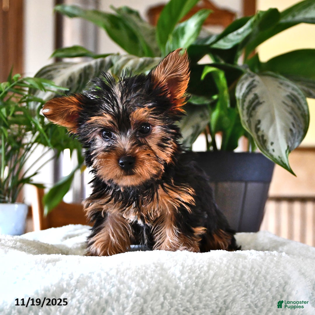 Yorkshire Terrier dogs for sale: Pepper - Ad 3